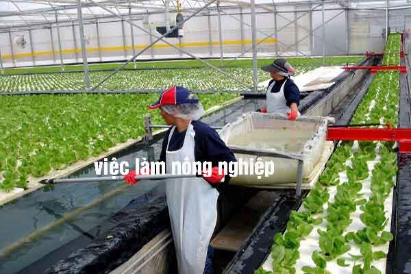 Tuyển lao động làm nông nghiệp tại Hy Lạp