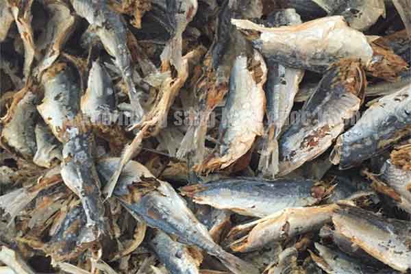 Cá khô có được mang sang Nhật Bản không