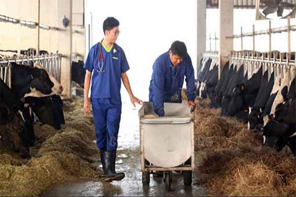 đơn hàng chăn nuôi Đài Loan